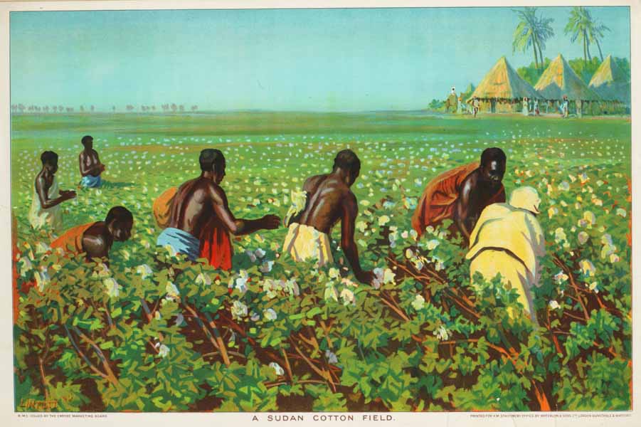 A Sudan cotton field